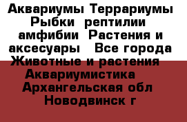 Аквариумы.Террариумы.Рыбки, рептилии, амфибии. Растения и аксесуары - Все города Животные и растения » Аквариумистика   . Архангельская обл.,Новодвинск г.